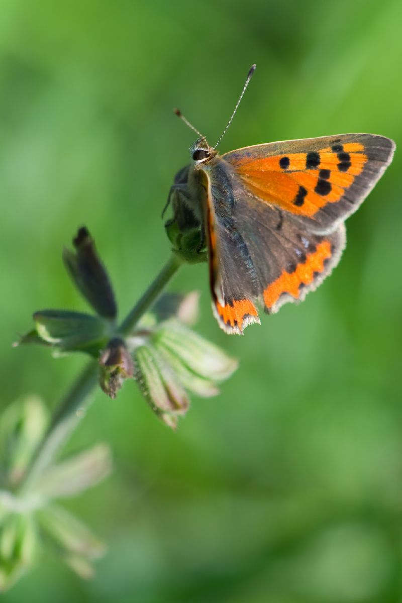 Lycaena phlaeas, maschio e femmina